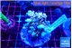 Acropora rainbow 7-10 cm WYSIWYG acclimaté