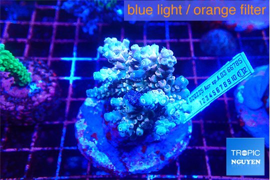 Acropora rainbow 7-10 cm WYSIWYG acclimaté