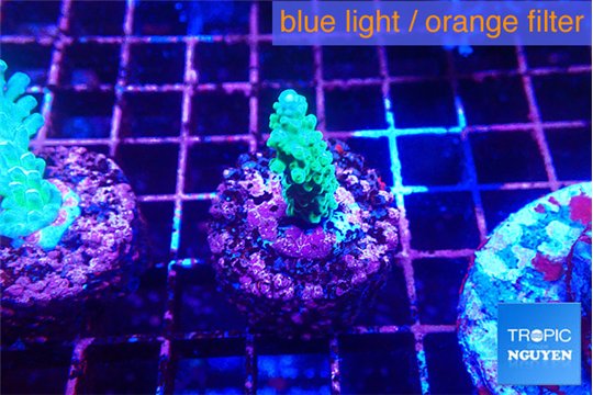 Acropora green purple 2-3 cm WYSIWYG acclimaté