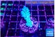 Acropora green blue Fijii 3-4 cm WYSIWYG acclimaté