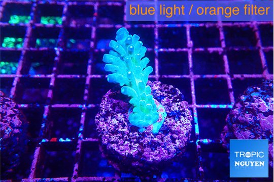Acropora green blue Fijii 3-4 cm WYSIWYG acclimaté