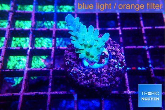 Acropora green blue Fijii 2-3 cm WYSIWYG acclimaté