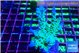 Acropora green blue Fijii 4-6 cm WYSIWYG acclimaté