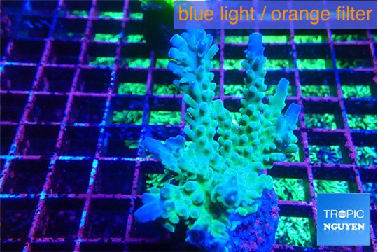 Acropora green blue Fijii 4-6 cm WYSIWYG acclimaté