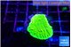 Montipora green 1-2 cm WYSIWYG acclimaté
