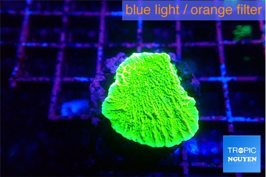 Montipora green 1-2 cm WYSIWYG acclimaté