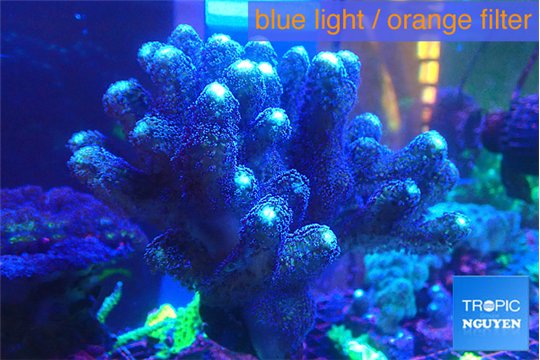 Stylophora milka 8-12 cm WYSIWYG acclimaté