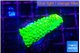 Acropora neon green 1-2 cm WYSIWYG acclimaté