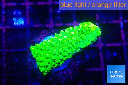 Acropora neon green 1-2 cm WYSIWYG acclimaté