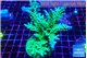 Acropora green & blue tip 5-8 cm WYSIWYG acclimaté