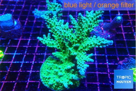 Acropora green & blue tip 5-8 cm WYSIWYG acclimaté