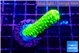 Acropora neon green 2-3 cm WYSIWYG acclimaté