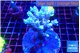 Acropora pink purple 7-10 cm WYSIWYG acclimaté