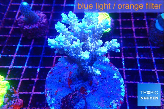 Acropora pink purple 7-10 cm WYSIWYG acclimaté