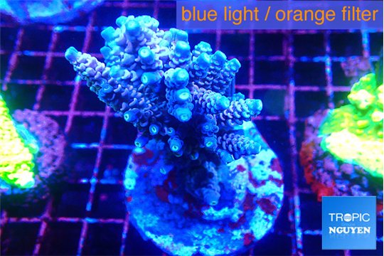 Acropora tenuis 7-10 cm WYSIWYG acclimaté