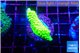 Acropora neon green 2-3 cm WYSIWYG acclimaté
