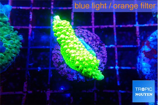 Acropora neon green 2-3 cm WYSIWYG acclimaté