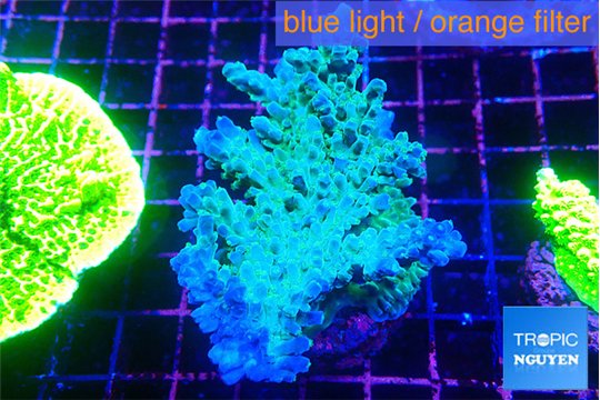 Acropora green & blue tip 5-6 cm WYSIWYG acclimaté