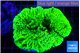 Montipora green 5-6 cm WYSIWYG acclimaté