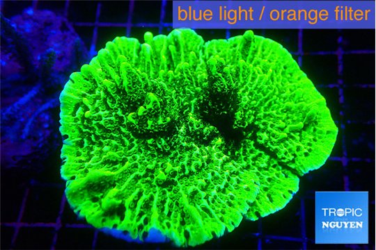 Montipora green 5-6 cm WYSIWYG acclimaté