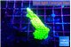 Acropora neon green 3-4 cm WYSIWYG acclimaté