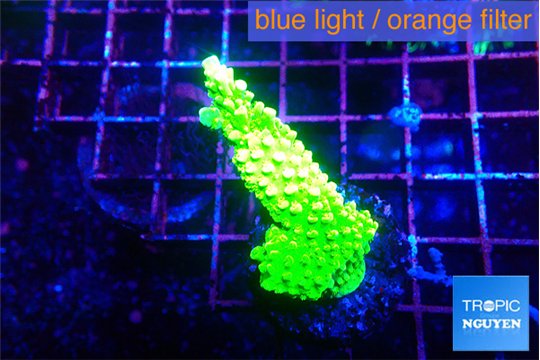 Acropora neon green 3-4 cm WYSIWYG acclimaté