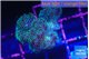 Pocillopora damicornis green & pink tip 1-2 cm WYSIWYG acclimaté