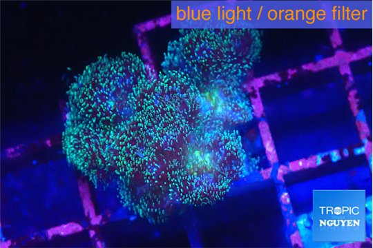 Pocillopora damicornis green & pink tip 1-2 cm WYSIWYG acclimaté