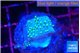 Sarcophython full neon green polyps Australia 2 cm WYSIWYG acclimaté