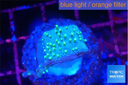 Sarcophython full neon green polyps Australia 2 cm WYSIWYG acclimaté