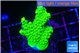Acropora neon green 3-5 cm WYSIWYG acclimaté