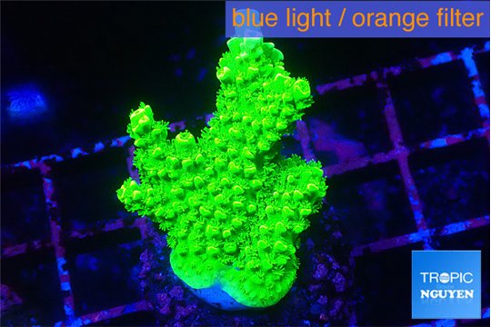 Acropora neon green 3-5 cm WYSIWYG acclimaté