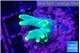 Acropora golden banana 1-2 cm WYSIWYG acclimaté