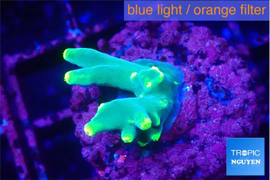 Acropora golden banana 1-2 cm WYSIWYG acclimaté
