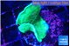 Pavona cactus green 2-3 cm WYSIWYG acclimaté