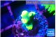 Acropora golden banana 1-2 cm WYSIWYG acclimaté