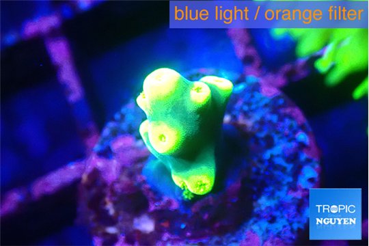 Acropora golden banana 1-2 cm WYSIWYG acclimaté