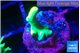 Acropora golden banana 1-2 cm WYSIWYG acclimaté