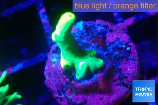 Acropora golden banana 1-2 cm WYSIWYG acclimaté