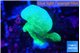 Pavona cactus green 2-3 cm WYSIWYG acclimaté