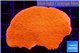 Montipora red cap 3-5 cm WYSIWYG acclimaté