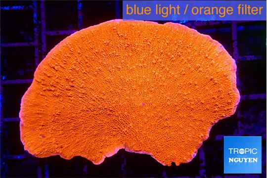 Montipora red cap 3-5 cm WYSIWYG acclimaté