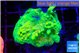 Acropora golden banana 4-5 cm WYSIWYG acclimaté
