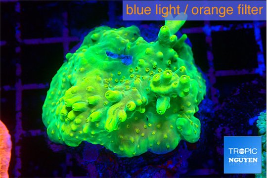 Acropora golden banana 4-5 cm WYSIWYG acclimaté