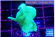 Pavona cactus green 2-3 cm WYSIWYG acclimaté