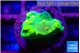 Acropora golden banana 1-2 cm WYSIWYG acclimaté