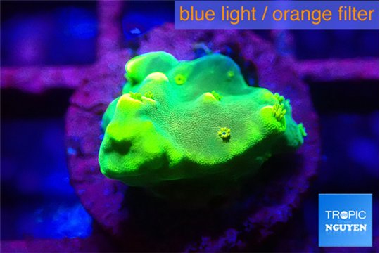 Acropora golden banana 1-2 cm WYSIWYG acclimaté