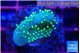 Sarcophython full neon green polyps Australia 2 cm WYSIWYG acclimaté