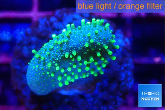 Sarcophython full neon green polyps Australia 2 cm WYSIWYG acclimaté