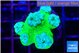 Duncanopsammia green 4-5 polyps WYSIWYG acclimaté